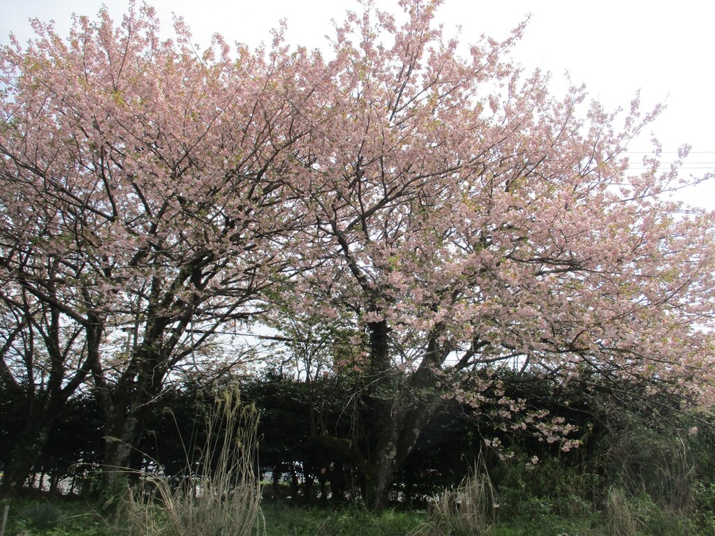 ４月１２日（日）のお仕事は？？