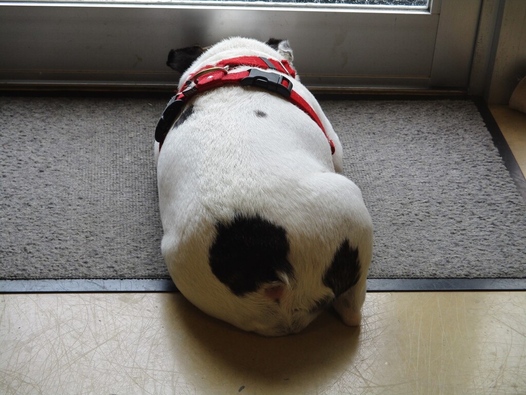 ５月１９日（火）、３１日（日）臨時休業させて頂きます。